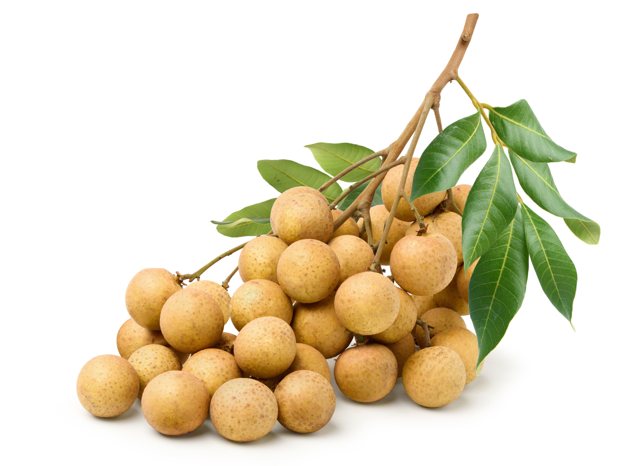 Longan Fruit