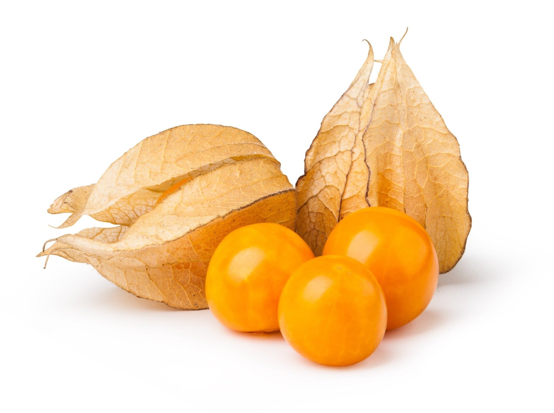 Physalis