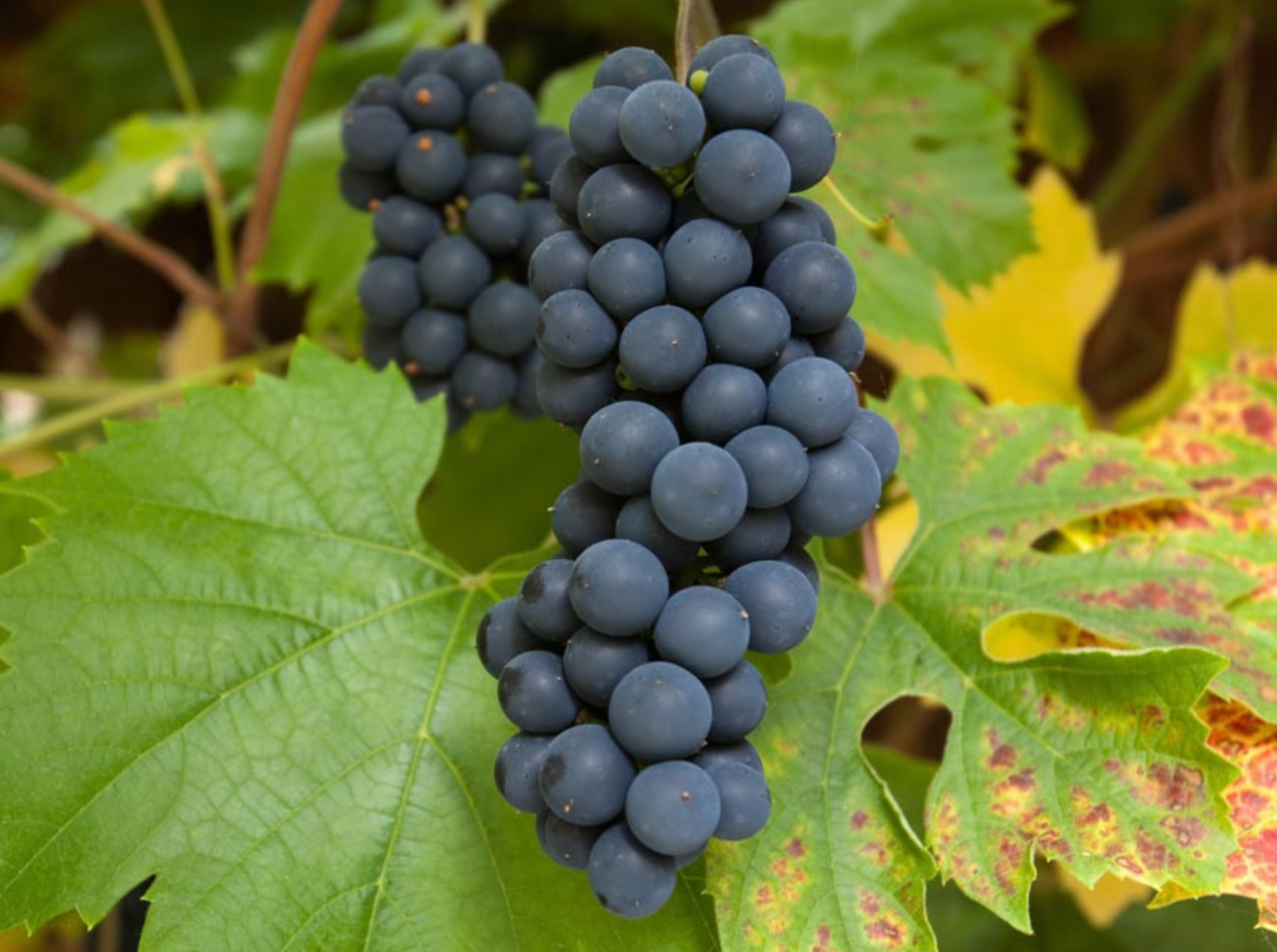 Muscat Grapes